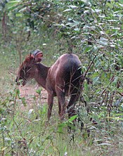 Peters Duiker (Cephalophus callipygus) from behind, Campo Maan National Park.jpg