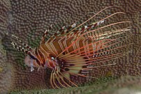 Pez León de Aleta Clara (Pterois radiata).