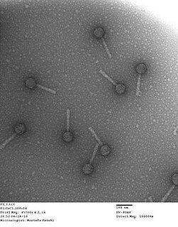 Bacteriophage P2 species of virus