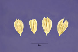 Phalaris aquatica