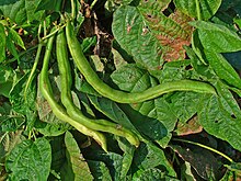 Phaseolus vulgaris 003.JPG