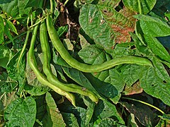 Green Beans (Phaseolus vulgaris)