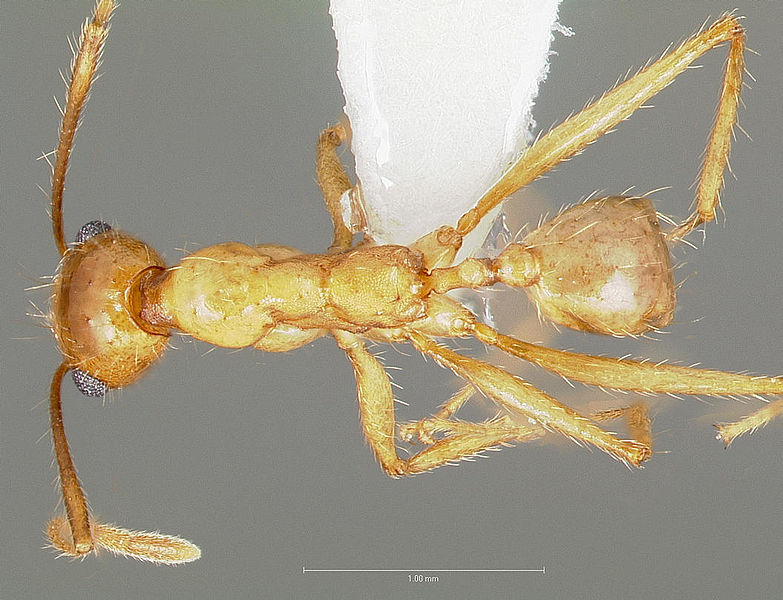 File:Pheidole desertorum casent0005737 dorsal 1.jpg