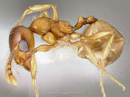 Pheidole gilvescens