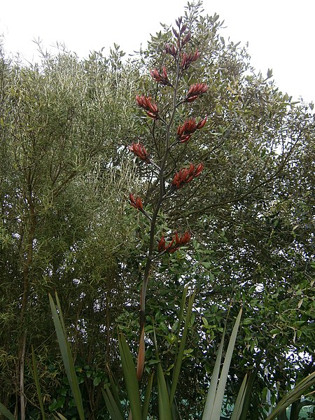 File:Phormium tenax RHu 02.JPG