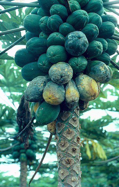 File:Phytophthora blight of papaya (5681629006).jpg