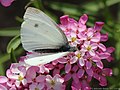 Pieris rapae (Linnaeus, 1758)