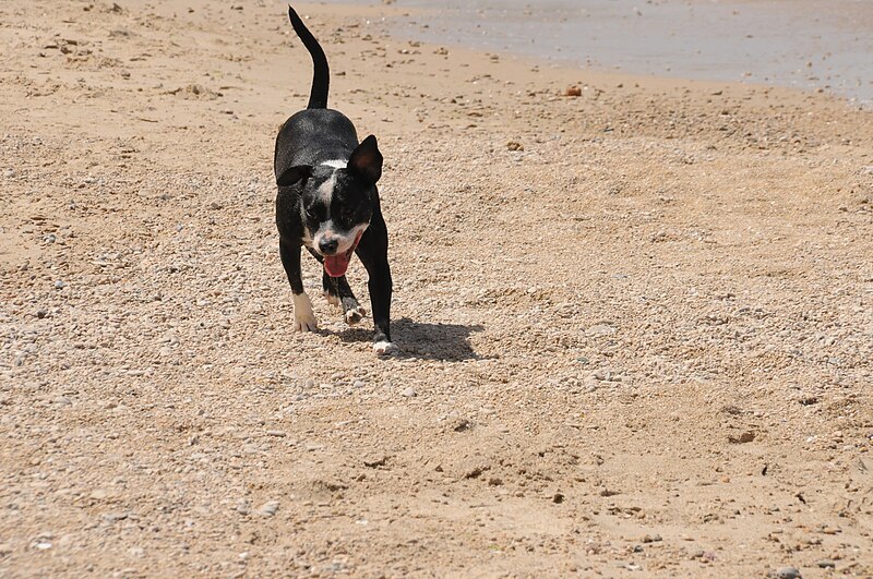 כלב בחוף געש