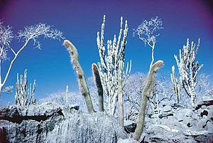 Type location of Pilosocereus diersianus in the foreground and Cereus pierre-braunianus in the background in N-Goiás