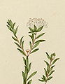 Pimelea linifolia by John Lewin. Cropped image.