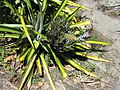 Pineapple plant.jpg