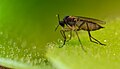 Pinguicula moranensis and prey (a fly)