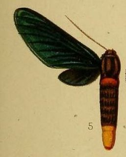 <i>Pseudmelisa chalybsa</i> Species of moth