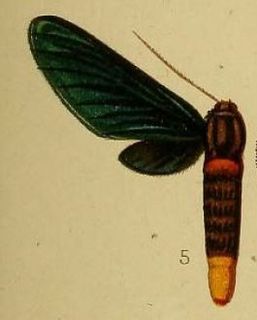 <i>Pseudmelisa</i> Genus of moths