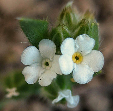 Eritrichium