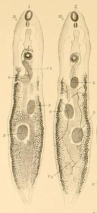 Thumbnail for Trematoda in Kuwait