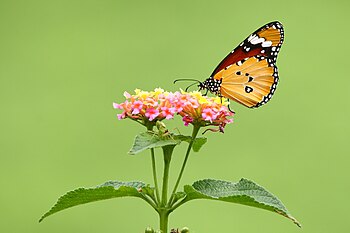 A plain tiger butterfly on Lantana flower. () Aadimars19 26.273 5.833 out of 10, SD 1.946