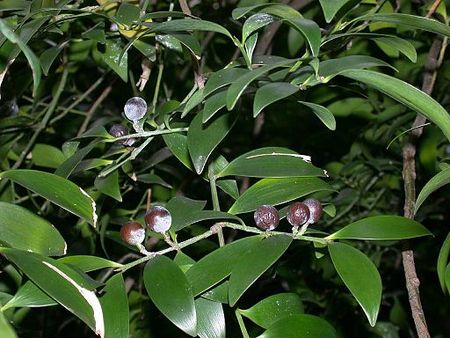 Podocarpus nagi nagi01.jpg
