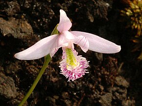 Beskrivelse af billedet Pogonia_ophioglossoides_Orchi_29.jpg.