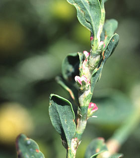 <i>Polygonum arenastrum</i> Species of flowering plant in the knotweed family Polygonaceae