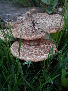 Dryad's Saddle (Polyporus squamosus)