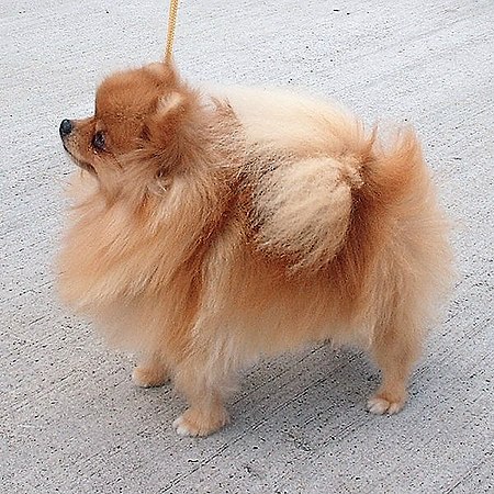 Anjing Pomerania