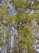 Populus × canescens (crown).jpg