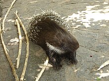 Porcupine - Simple English Wikipedia, the free encyclopedia