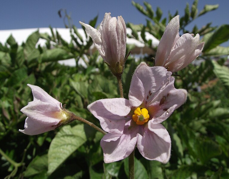 File:Potatoflower-riogrande.jpg