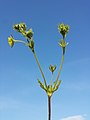 Inflorescence