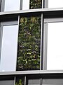 Butterfly Karlín - stavba; Praha - Karlín, Pernerova; detail fasády se zelení