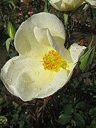 'Bishop's Lodge Precious Porcelain'[9]​ Este rosal se encontró en la casa de campo del obispo Hay en NSW. Híbrido de té. Rosas solitarias amarillas grandes desvanecimiento del color a crema. Manchas rojas en los bordes de los pétalos sugieren que esta rosa pudiera ser 'Irish Harmony', Dickson, Irlanda del Norte, 1904.