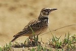 Thumbnail for Short-tailed lark