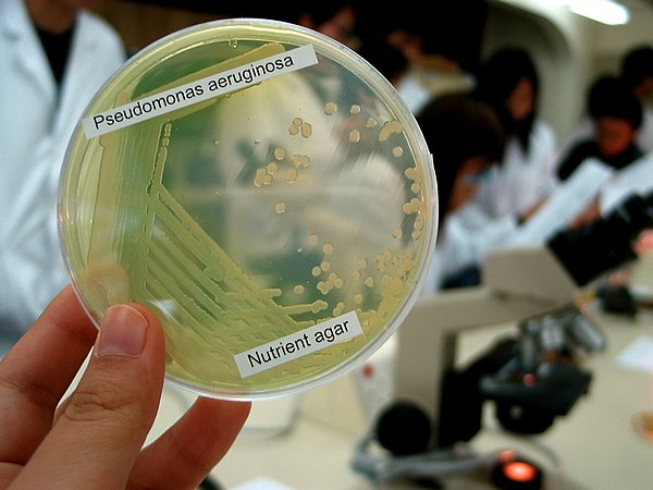 Pseudomonas aeruginosa in petri dish