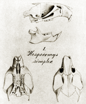 Pseudoryzomys simplex type.png -kuvan kuvaus.