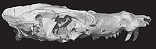 Pseudotherium (2) .jpg