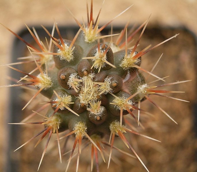 File:Pterocactus hickenii 01 ies.jpg