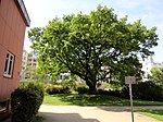 English oak (Quercus robur)