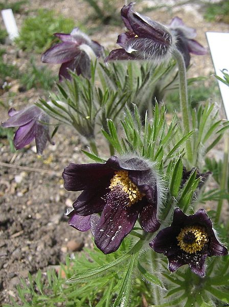 File:Pulsatilla pratensis subsp nigricans.jpg