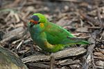 Thumbnail for Purple-crowned lorikeet