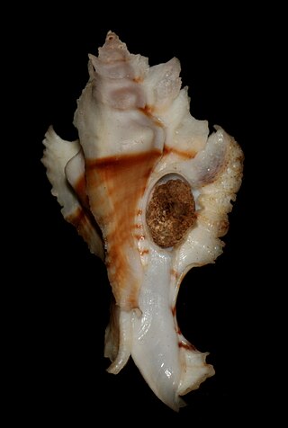 <i>Purpurellus</i> Genus of gastropods