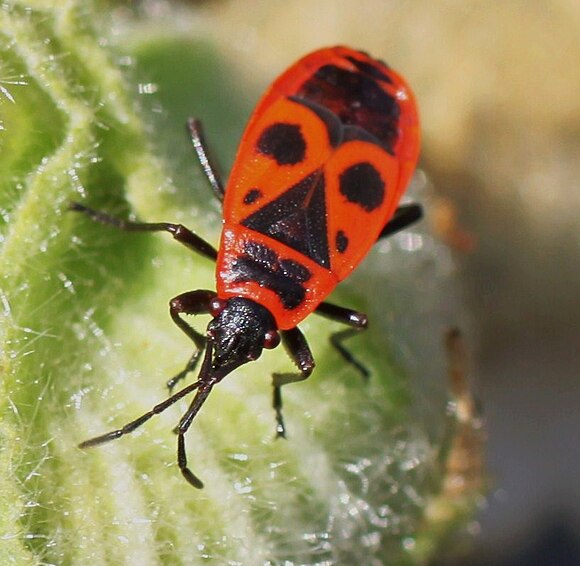 Quels messages codés portent les ailes des papillons ? 580px-Pyrrhocoris_apterus_%28punaise_rouge%29