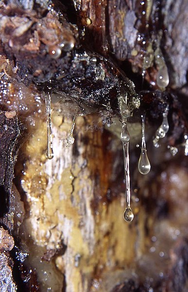 Many terpenes are derived commercially from conifer resins, such as those made by this pine.