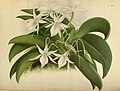 Angraecum leonis (as syn. Aeranthes leonis) Plate 213 in: R.Warner - B.S.Williams: The Orchid Album (1882-1897)