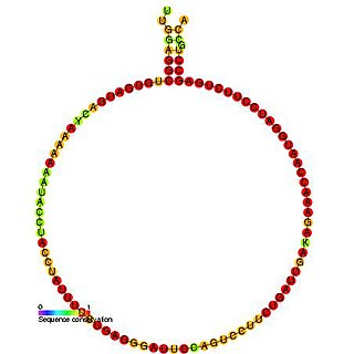 <span class="mw-page-title-main">Small nucleolar RNA R41</span> Non-coding RNA molecule identified in plants