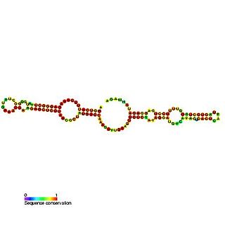 <span class="mw-page-title-main">Small nucleolar RNA SNORA25</span>