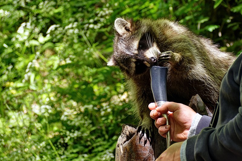 File:Raccoon (263479841).jpeg