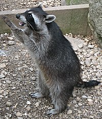 Raccoon (Procyon lotor) 4.jpg