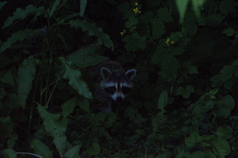 File:Raccoon Beside Trail.jpg