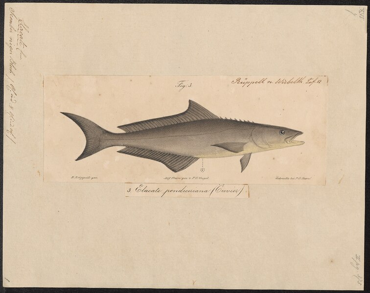 File:Rachycentron canadum - 1700-1880 - Print - Iconographia Zoologica - Special Collections University of Amsterdam - UBA01 IZ13500248.tiff